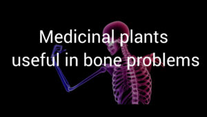 Bone-strengthening and bone-building herbs and bone pain relievers