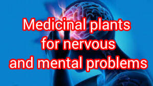 Plants to help treat nervous disorders Nerve strengthening herbs anti-schizophrenic herbs herbs useful for stuttering anti-depressant herbs herbs useful in madness anti-anxiety herbs javedi zarin gyaan pars