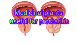 Plants to help treat prostatitis Herbs for treating prostatitis anti-inflammatory prostate Javidi zarin giyahe pars