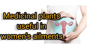 Herbs for menstruation, herbs against hot flashes, herbs against women's infections, herbs for menopause, herbs for regulating the menstrual cycle, Javidi,zarin giyahe pars