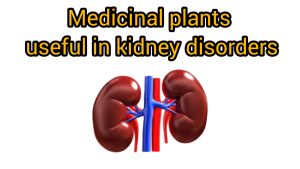 Stone-breaking herbs, stone-forming herbs, kidney-strengthening herbs, stone-removing herbs, kidney-anticolic herbs, kidney-pain-fighting herbs, kidney-infection herbs, kidney-swelling herbs, urine alkalizing herbs, urine acidifying herbs, anti-nephritis herbs, herbs useful in frequent urination, astringent herbs, herbs useful in urinary incontinence, kidney-anti-stone herbs, Javidi, zarin giyahe pars