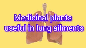 Anti-asthma herbs, anti-cough herbs, anti-asthma herbs, voice-opening herbs, anti-angina herbs, anti-sore throat herbs, anti-tuberculosis herbs, anti-asthma herbs, javidi, zarin giyahe Pars