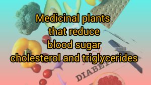 Medicinal herbs for diabetes and blood lipid reduction (cholesterol and triglycerides) Anti-diabetic herbs-anti-diabetic medicinal herbs-blood sugar-lowering herbs-cholesterol-lowering herbs-triglyceride-lowering herbs-anti-blood fat-immortelle-zarin giyahe pars