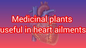 Medicinal herbs for heart problems Heart-strengthening herbs - Medicinal herbs for the heart - Anti-heart palpitations - Anti-atherosclerosis of the heart - Strengthening the heart muscle - Javidi –zari giyahe pars