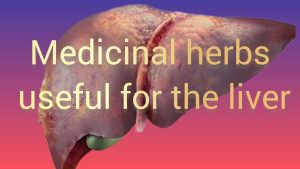 Medicinal plants for liver disorders Herbs beneficial for the liver-liver discomfort-liver cirrhosis-hepatitis physiology-jaundice-jaundice-fatty liver-treatment of fatty liver-hepatic tonic herbs-liver treatment with medicinal herbs-javidi-zarin giyahe pars-liver-friend.