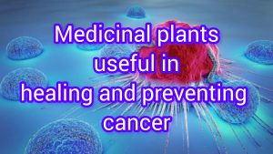 Anti-cancer herbs, anti-tracheal cancer herbs, anti-laryngeal cancer herbs, anti-throat cancer herbs, anti-lung cancer herbs, anti-leukemia herbs, anti-breast cancer herbs, anti-prostate cancer herbs, javidi,zarin giyahe pars, Persian goldenrod, anti-cachexia herbs, anti-cachexia herbs.