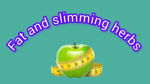 Slimming and fattening plants Slimming herbs, fattening herbs, herbal fattening agents, herbal slimming agents, herbs to reduce appetite, herbal appetite increaser, Javidi, zarin giyahe pars