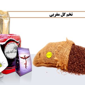 گل مغربی خرید گل مغربی فروش گل مغربی گل مغربی چیست نخم گل مغربی فروش نخم گل مغربی خرید نخم گل مغربی نخم گل مغربی چیست