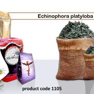 Tarhana herb-Echinophora Platylaba Najafabad perfumer Zarin Giyah Pars Reza Javidi Attari Iran Medicinal plants in Iran